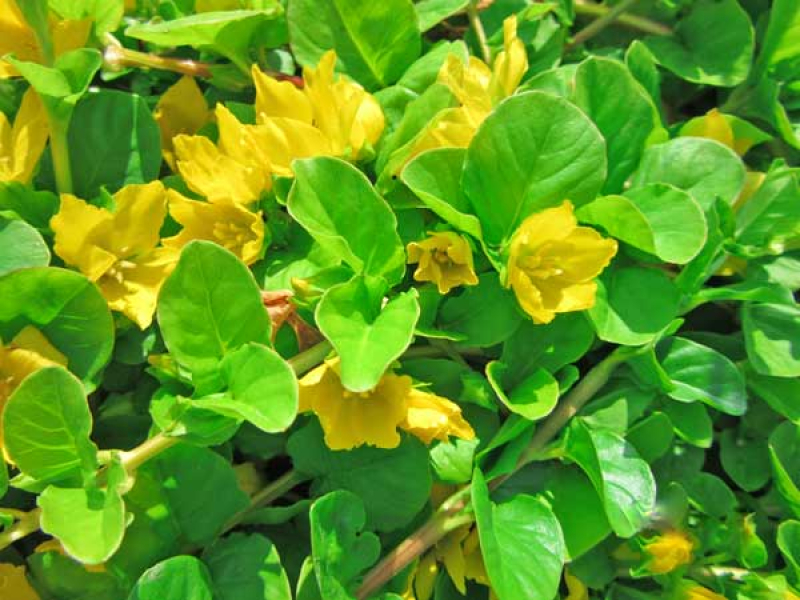 Preview: Pfennigkraut